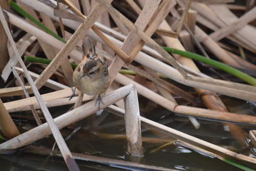 Phleocryptes melanops melanops