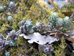 Sedum pacense