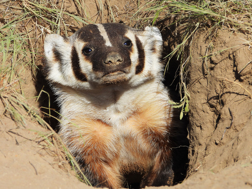 Northwestern American Badger photographed in Washington