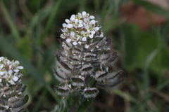 Lepidium hirtum