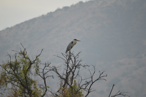 Cocoi Heron