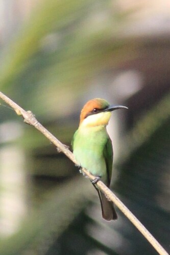 Chestnut-headed Bee-eater