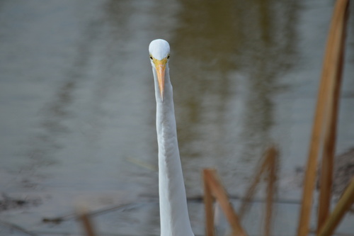 Great Egret