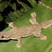 Flat-tailed House Gecko - Photo (c) Flaxington, some rights reserved (CC BY-NC), uploaded by Flaxington