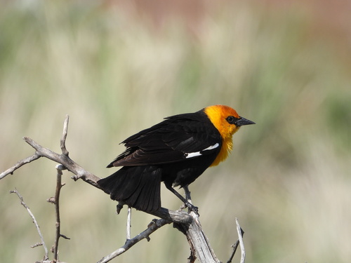 Yellow-headed Blackbird