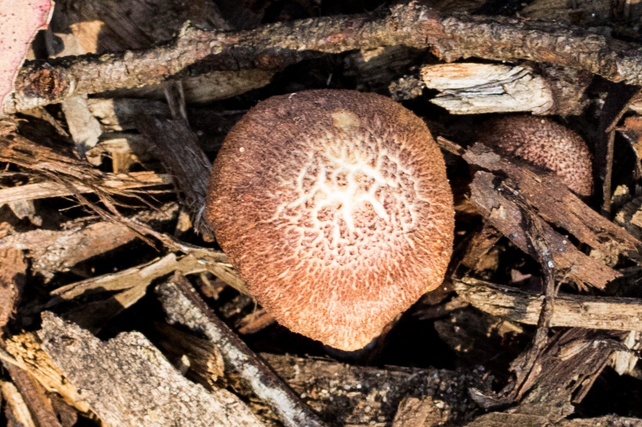 Gymnopilus thiersii image