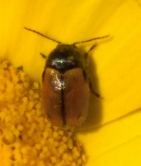 Cryptocephalus rugicollis