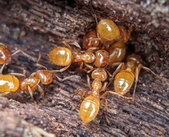 Lasius