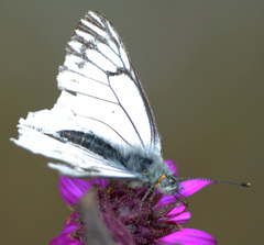 Tatochila xanthodice