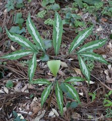 Arisaema yamatense sugimotoi
