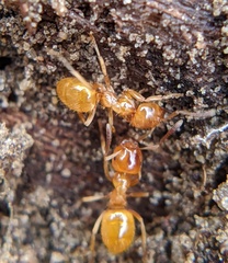 Lasius