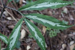 Arisaema yamatense sugimotoi