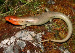 Plestiodon gilberti gilberti