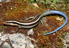 Plestiodon gilberti gilberti