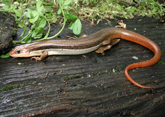 Plestiodon gilberti placerensis