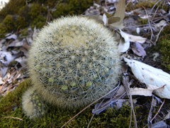 Mammillaria densispina