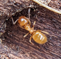 Lasius