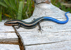 Plestiodon skiltonianus interparietalis