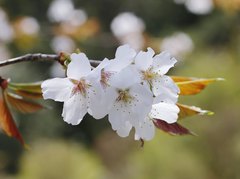 Prunus jamasakura