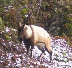 Capra aegagrus aegagrus