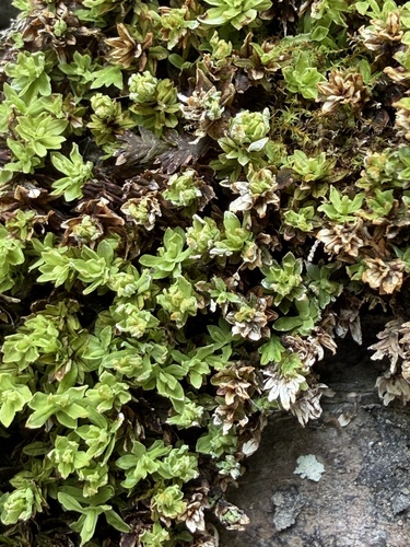 Encalypta procera observed 2026-05-21