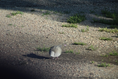 Eurasian Collared-Dove