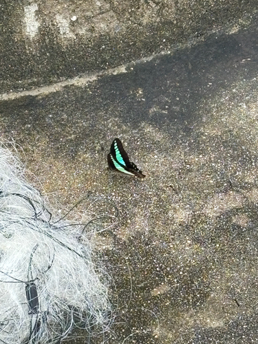 Common Bluebottle