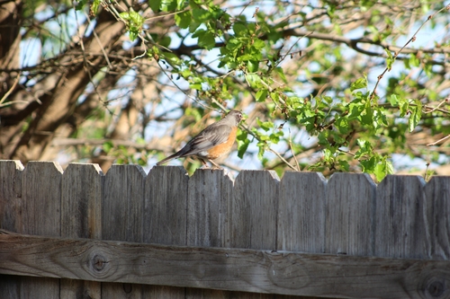 American Robin