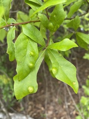 Taphrina caerulescens