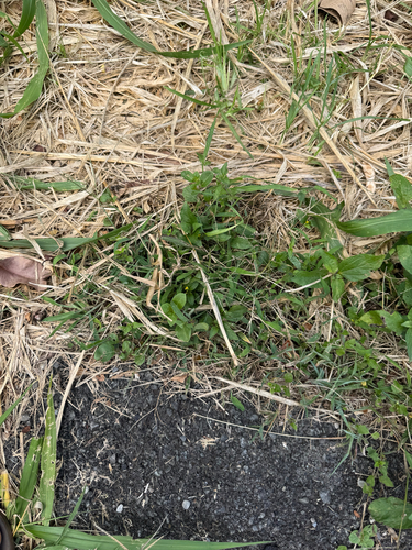 Digitaria ciliaris observed 2026-05-25