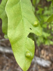 Taphrina caerulescens