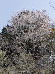 Prunus jamasakura