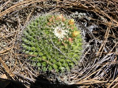 Mammillaria gigantea