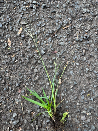 Digitaria violascens observed 2026-05-25