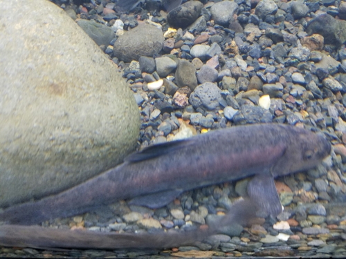 Warner sucker (Catostomus warnerensis) — Catostomidae
