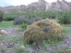 Trichocereus schickendantzii