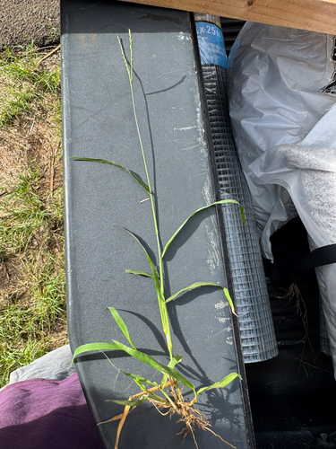 Urochloa glumaris observed 2026-05-25