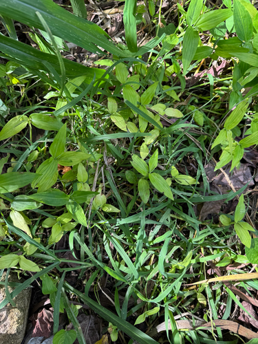 Urochloa glumaris observed 2026-05-25