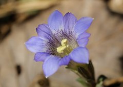 Gentiana zollingeri