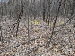 Forsythia