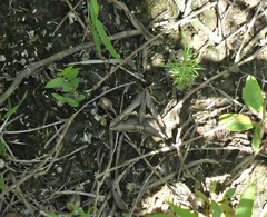 Melipotis bisinuata