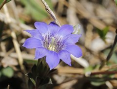Gentiana zollingeri
