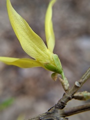 Forsythia