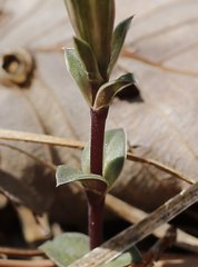 Gentiana zollingeri