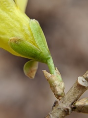 Forsythia