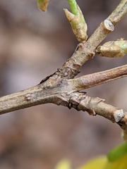 Forsythia