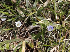 Gentiana zollingeri