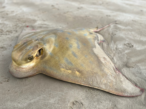 Australian bull ray (Myliobatis australis) — Myliobatidae — 2