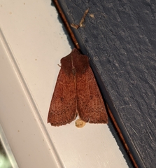 Orthosia transparens