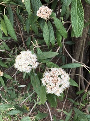 Viburnum rhytidophyllum